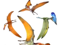 Pterosaurs