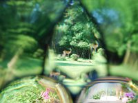 Untitled-26 : July 7 deer and studio