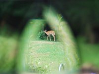 Untitled-27 : August  5th deer