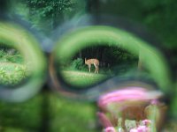 Untitled-28 : August  5th deer